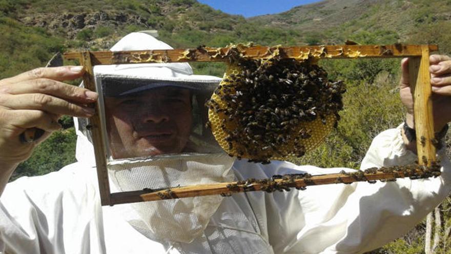 ´La abeja del guanche´ de Gran Canaria, la mejor miel multifloral ecológica en Italia