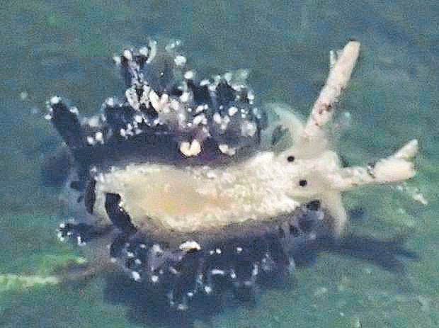 Estas son las nuevas especies de moluscos descubiertas por Jesús Ortea