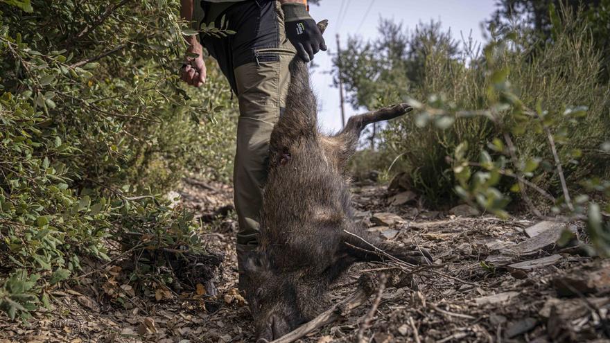 La peste porcina vuelve a salirse de la 'zona cero' y entra ya en el término municipal de Barcelona