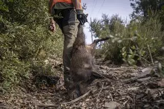 Collserola cierra todos sus accesos tras detectarse un primer caso de peste porcina en el municipio de Barcelona