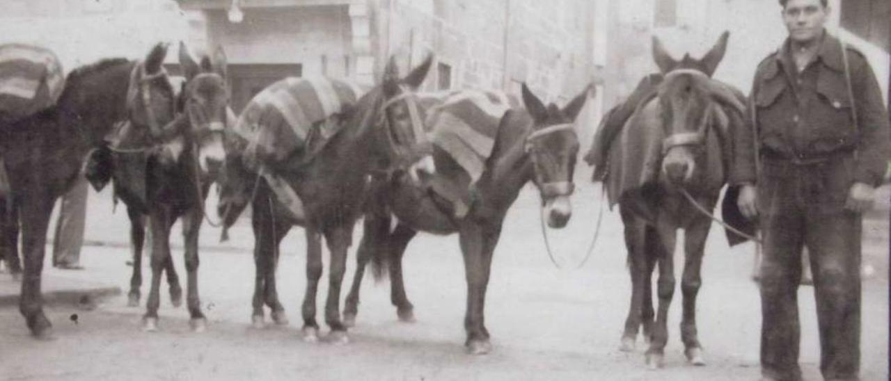 Pepe do Pazo, preparado para iniciar unha das súas andainas, coa recua de mulas, desde O Ribeiro ata as Terras de Deza.