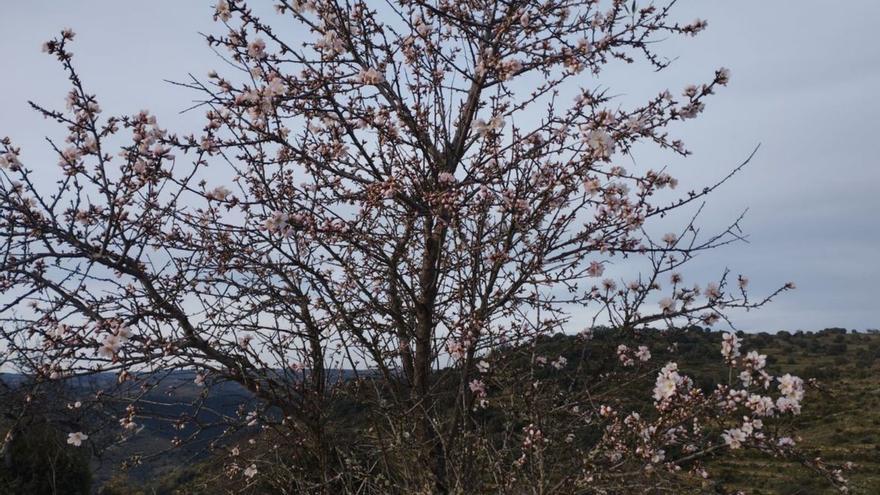 Los almendros en flor decoran los Arribes