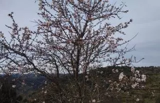 Los almendros en flor decoran los Arribes