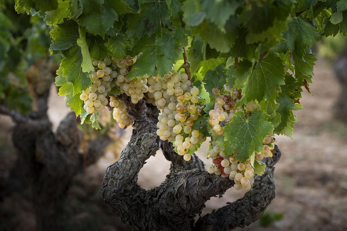 Garnatxa blanca