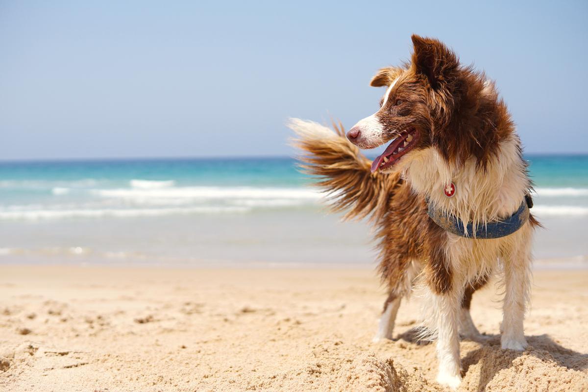 La presencia de animales en las playas podría ser sancionada.