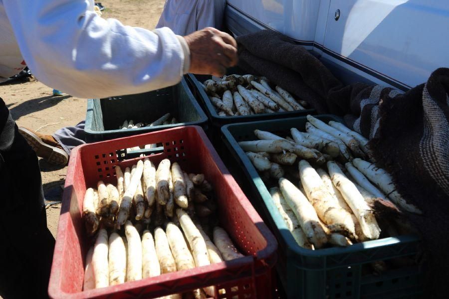 Recolecta de espárragos en Fuentesaúco (Zamora)