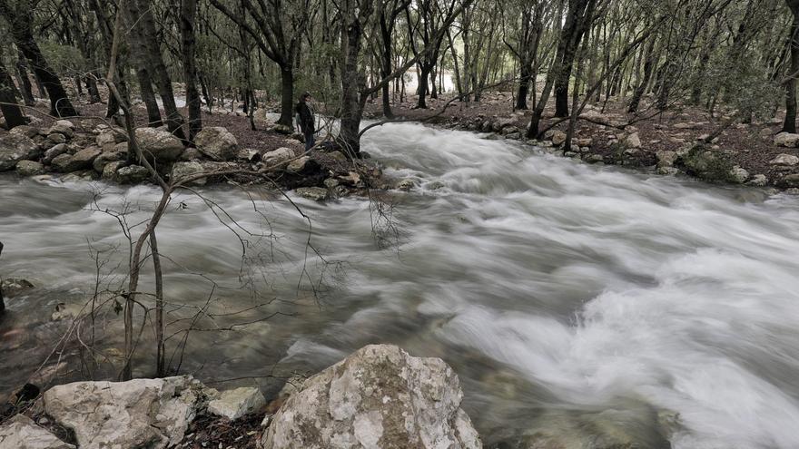 El tiempo en Mallorca | Ses Fonts Ufanes brotan tras las lluvias