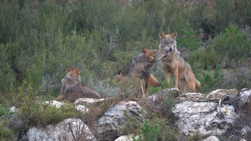 La AN descarta suspender cautelarmente la extracción y captura controlada de lobos por parte de las CCAA
