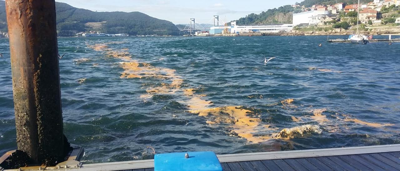 Restos de la mancha en el entorno del puerto deportivo del paseo de Cardona. / A.V.Ch.