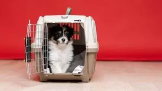 María Vetican, veterinaria: “Los perros no deben sedarse para viajar en la bodega de un avión”