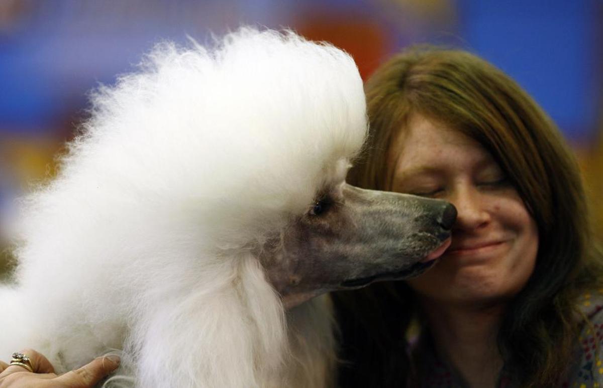 Crufts 2019: L'exhibició de gossos més gran del món