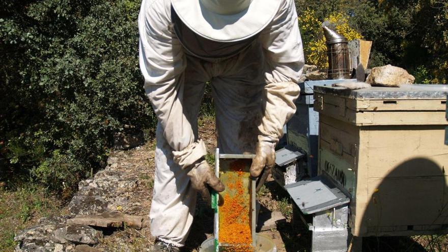 Un apicultor recoge el polen de una colmena.