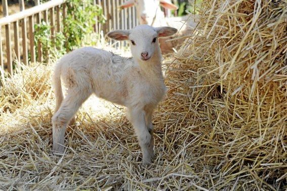 Eine Kooperative sorgt dafür, dass nur zertifiziertes Fleisch auf den Tellern landet.