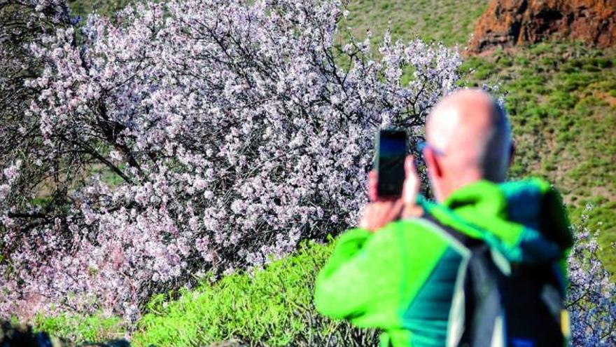 La peregrinación de los senderos en flor a Santiago del Teide