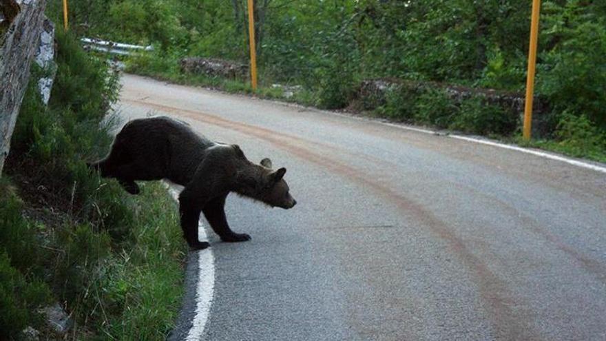 La Guardia Civil investiga si un oso fue el causante de un accidente en la autopista del Huerna