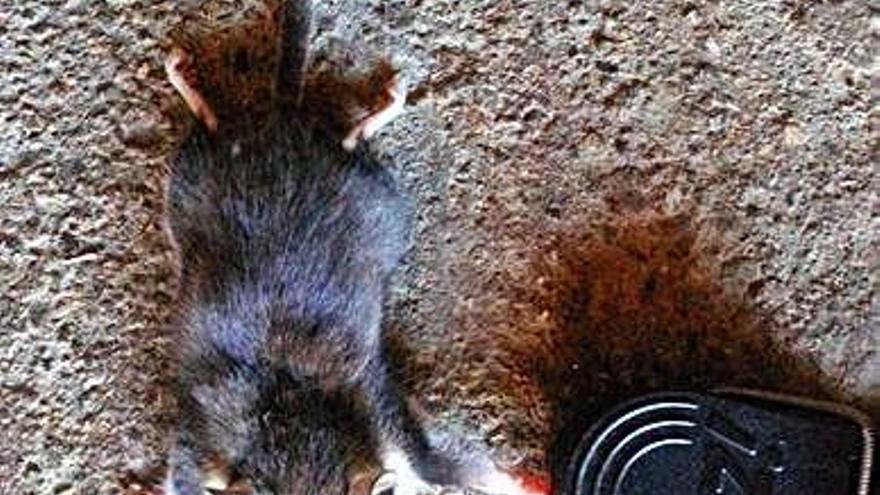 Un lirón careto capturado en Sanabria, un roedor muy presente.
