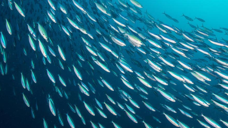 Descobreixen uns tipus de peixos que es comuniquen a través de l&#039;orina