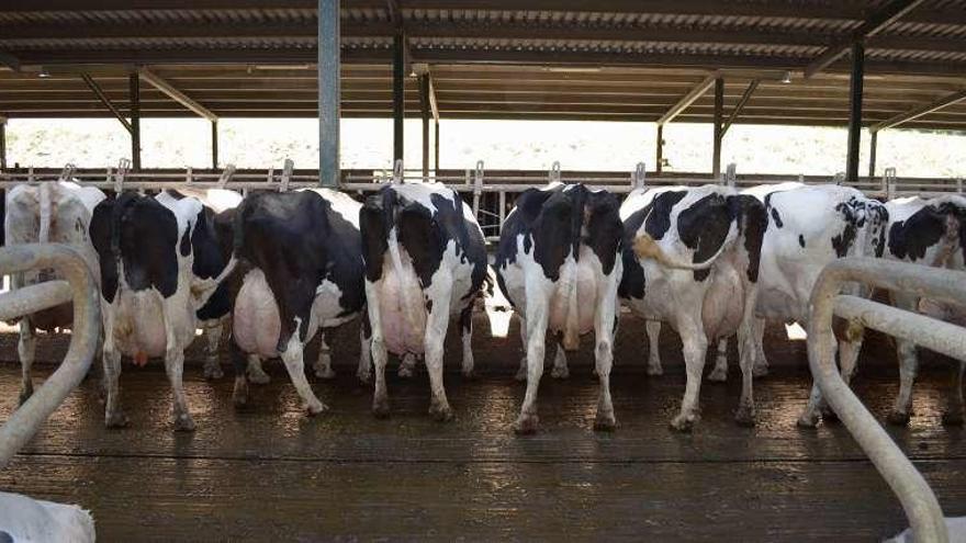 Vacas frisonas en una explotación de Lugo.