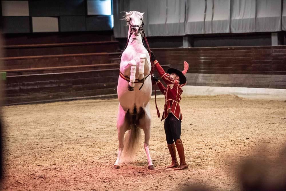 Así bailan los caballos cordobeses en Eslovenia