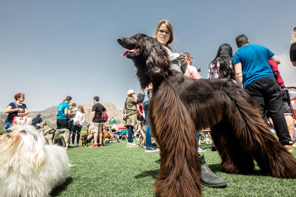 Concurso canino Villa de La Nucía 2018.