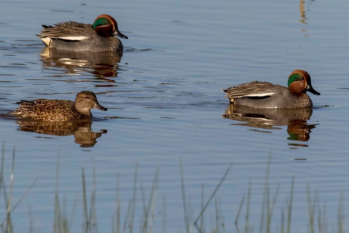 Las anátidas de Doñana, amenazadas