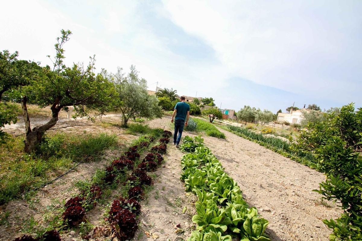 Un vecino recoge su cultivo en un huerto de Petrer.