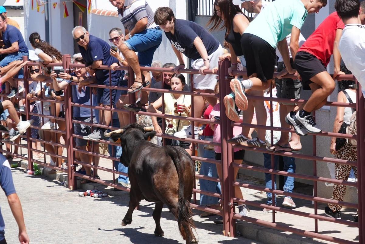 Las vaquillas vuelven tomar la calle en la feria de Añora Las vaquillas vuelven tomar la calle en la feria de Añora