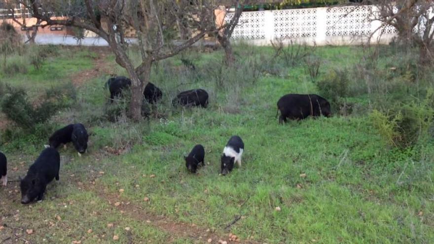 Los cerdos vietnamitas invaden el Saladar de Xàbia y entran en los chalés