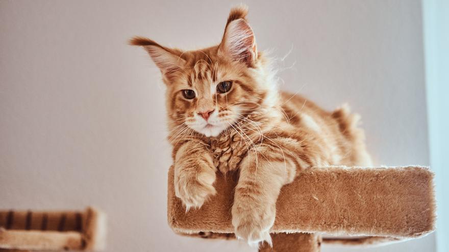 La solución definitiva para esconder el arenero de los gatos en casa sin perder estilo