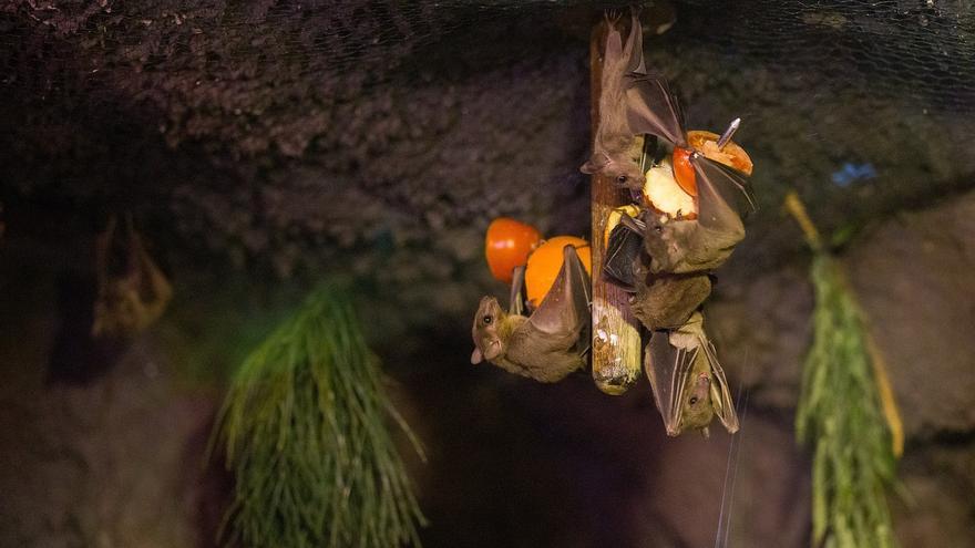 Los murciélagos que habitan islas como Canarias se convierten en polinizadores