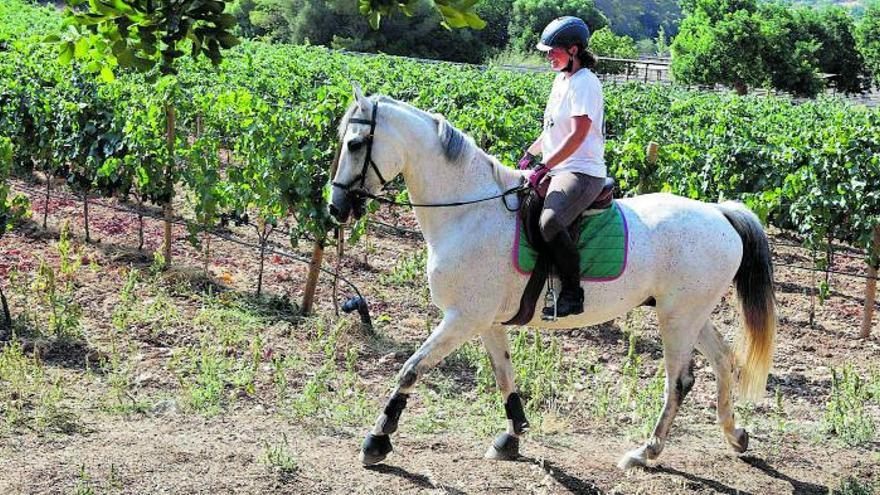 Ses Rotes: Ein Ehepaar hat auf Mallorca ein Weingut mit Reiterhof gegründet