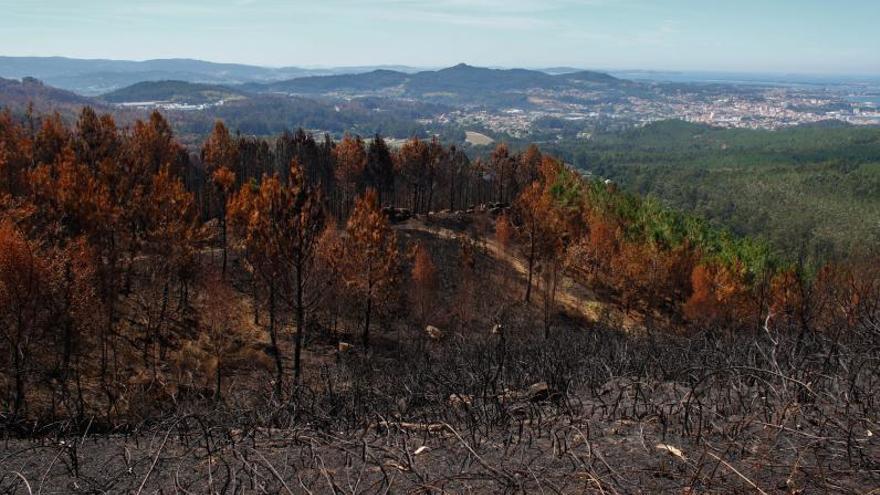 El fuego amenaza la industria maderera gallega: menor oferta y mayores precios