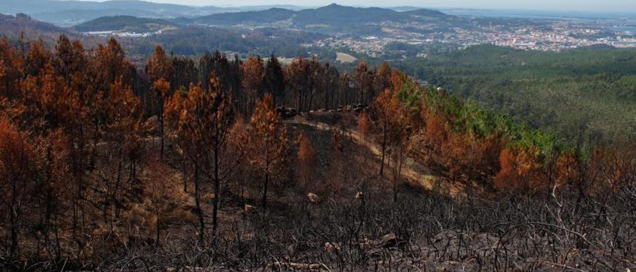 Bosque afectado por los incendios 
en Vilagarcía.   | FDV