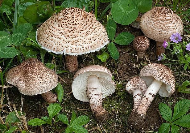 Lepiota brunneoincarnata