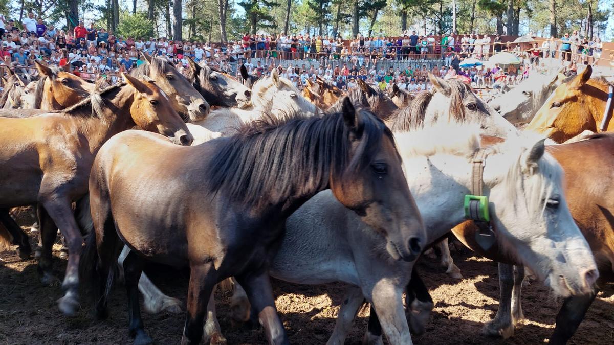 Ejemplares en el curro de Amil