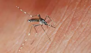 ¿Qué debes hacer si te pica el mosquito tigre?