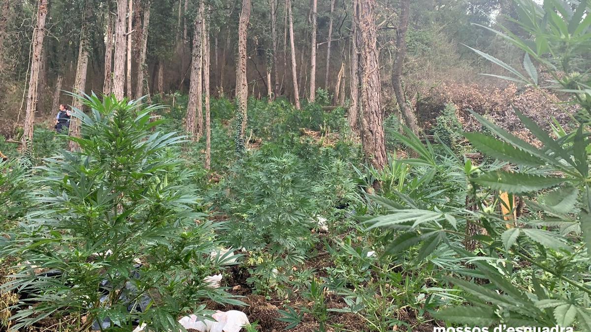 Plantes de marihuana enmig del bosc, a Cercs