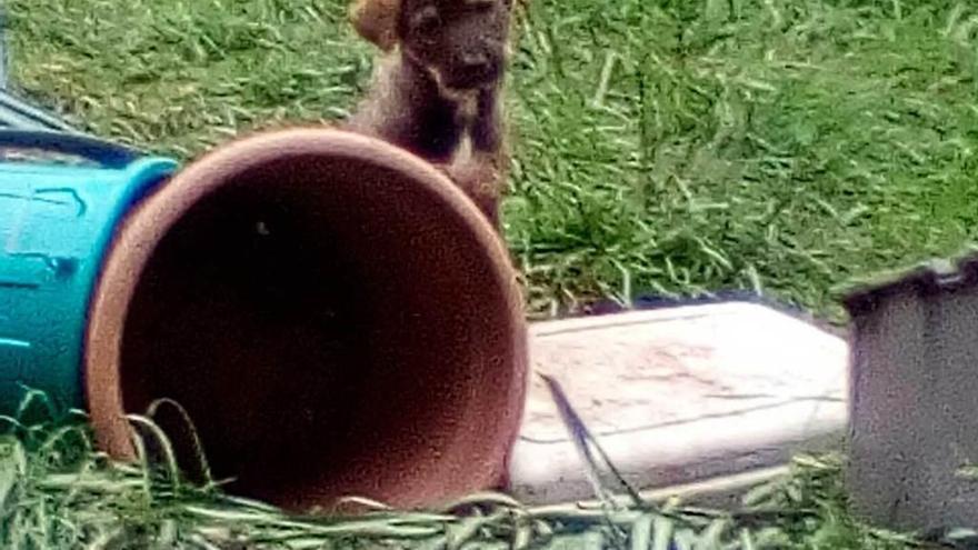 Uno de los cachorros a los que se busca dueño.