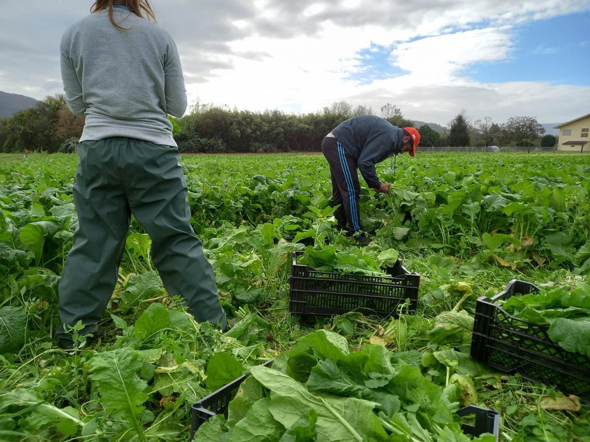 Cooperativistas de O Rosal recuperan fincas abandonadas, cedidas por vecinos, para cultivar verduras y hortalizas y atraer empleo a la zona