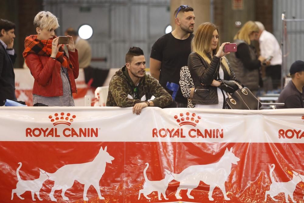 XXI Exposició Internacional Canina