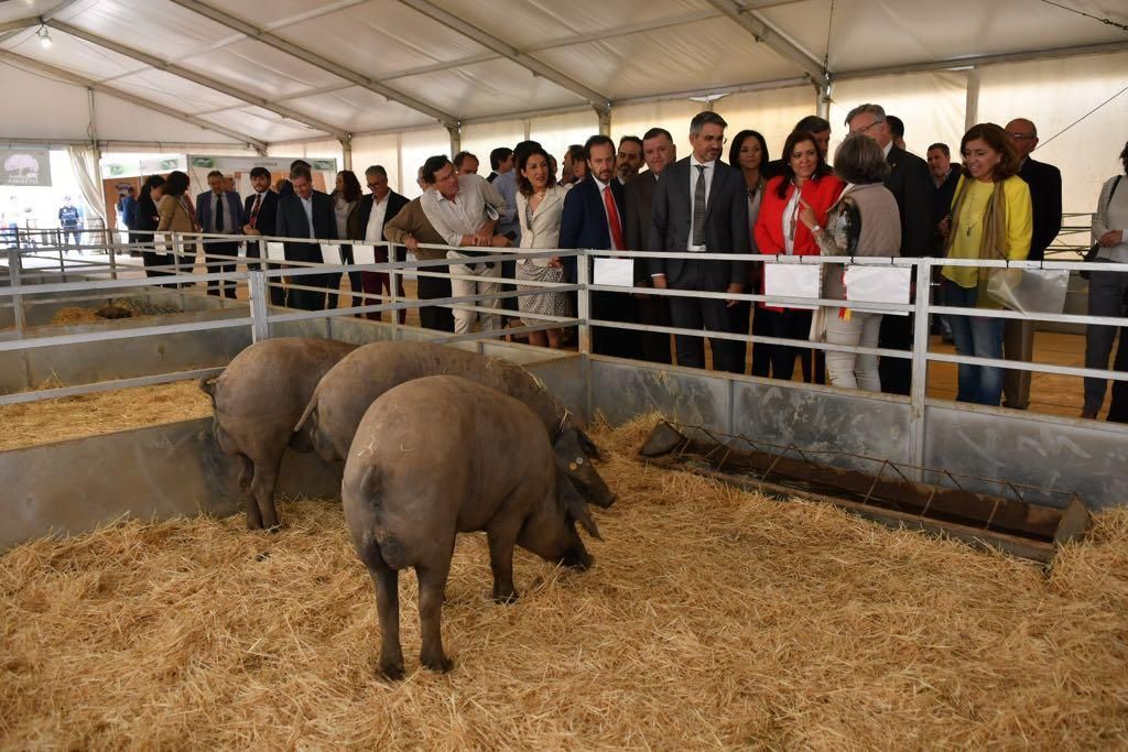 Arranca la Feria Agroganadera de Los Pedroches