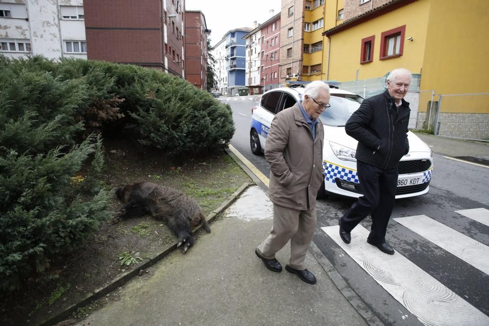 Los vecinos del barrio avilesino de La Magdalena, sorprendidos por el jabalí abatido por la Policía.