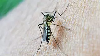 La explicación viral de este farmacéutico sobre por qué nos pican los mosquitos