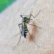 Los mosquitos propagan enfermedades