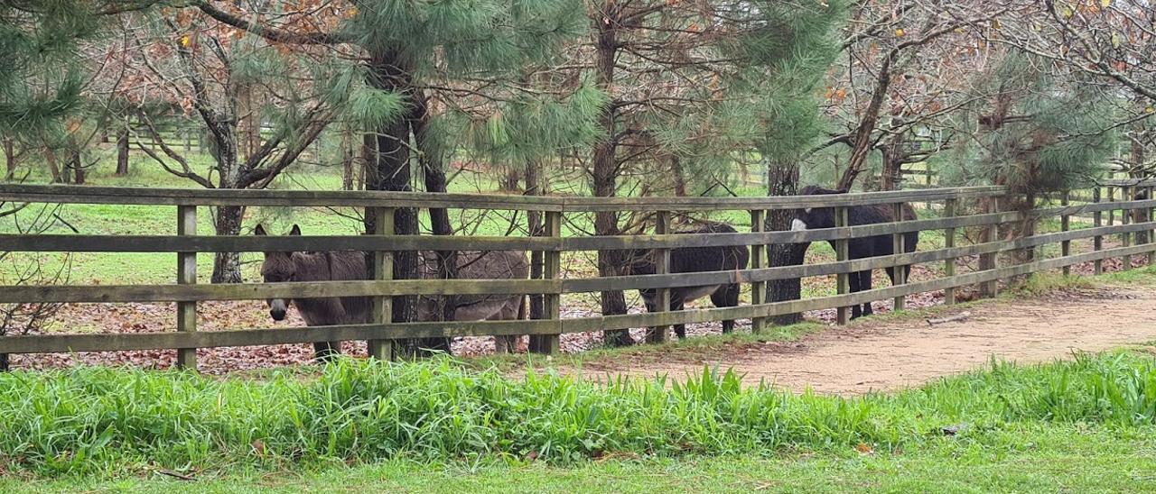 Los burros &quot;fariñeiros&quot; de A Toxa.