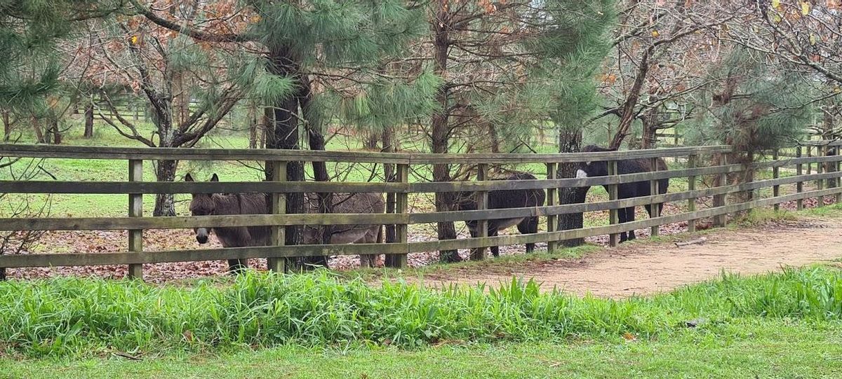 Los burros "fariñeiros" de A Toxa.