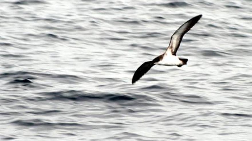 Una baldriga mediterrània, una de les espècies del cens.