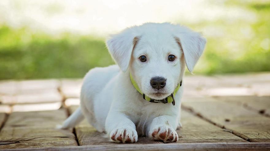 Perros libres de cadenas y circos sin animales: así es la ley que les  protege en Galicia - Faro de Vigo