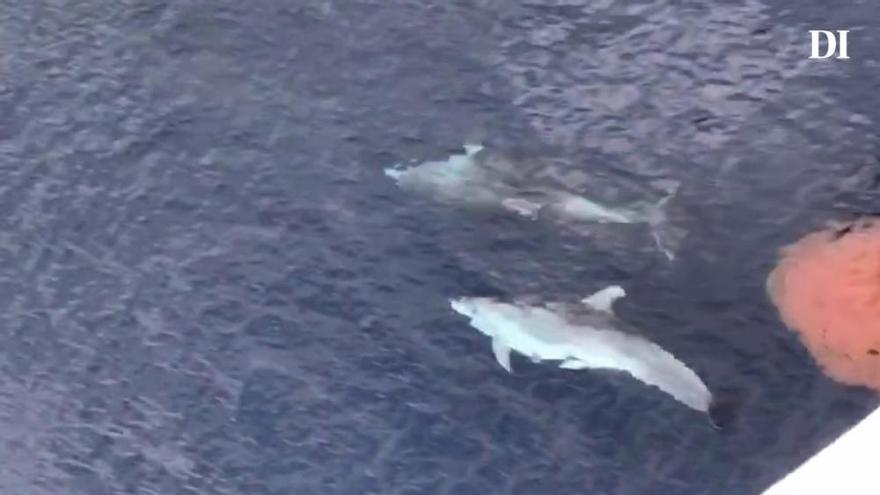 Los delfines acompañan al Posidonia a Formentera