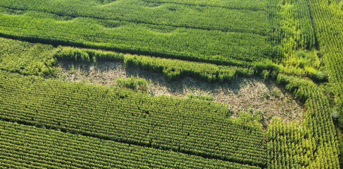 Vista aérea del corro de daños provocados por el jabalí en un maizal de Moreruela de Tábara | CEDIDA